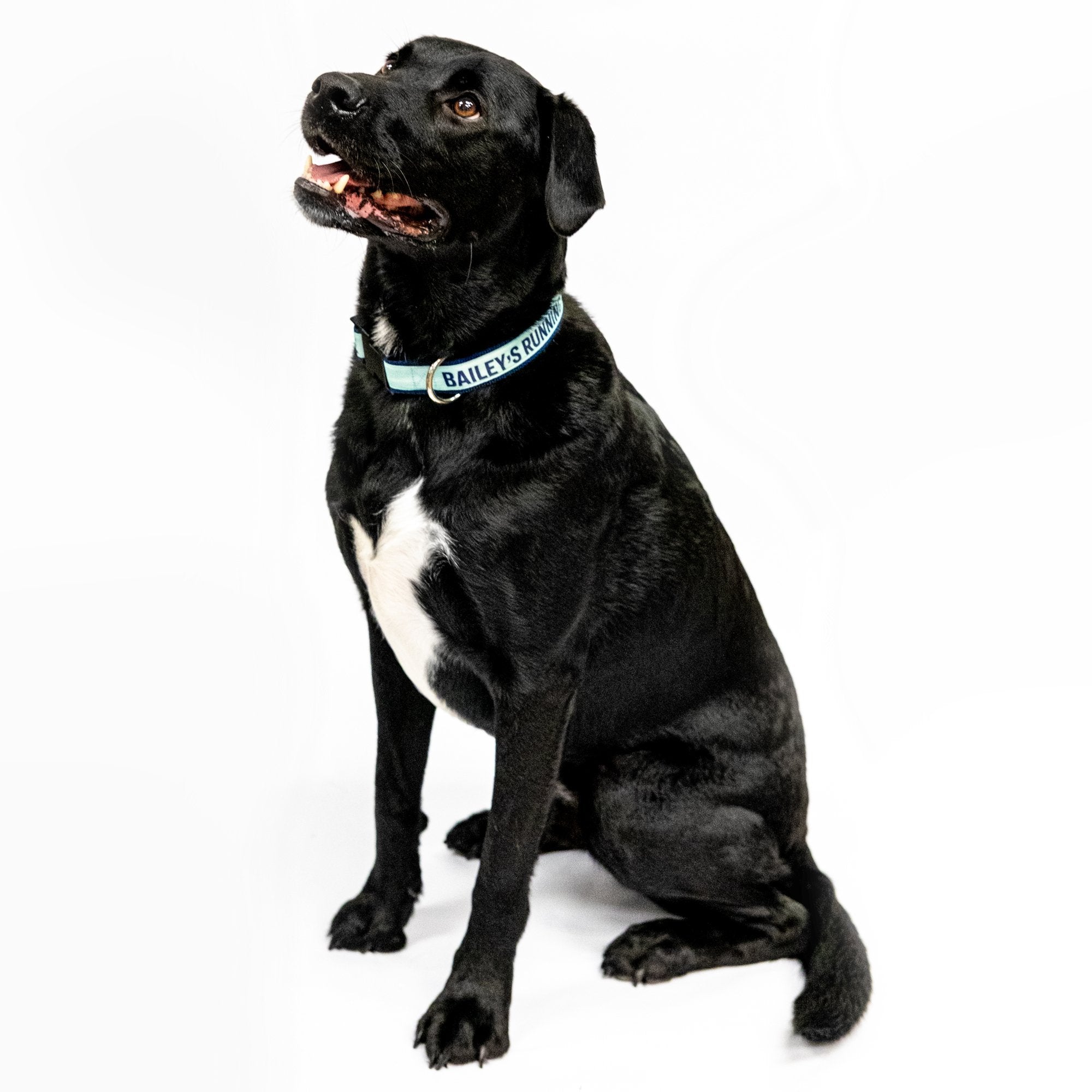 Elite Paw Bow Tie Dog Collar And Leash | Supreme Dog Garage