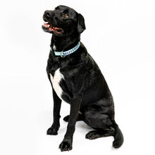 Load image into Gallery viewer, Large black and white dog with Bailey&#39;s Running Mate collar.  (4166791397485)
