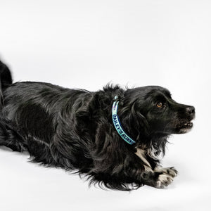 Medium brown dog with Bailey's Running Mate collar.  (4166791397485)